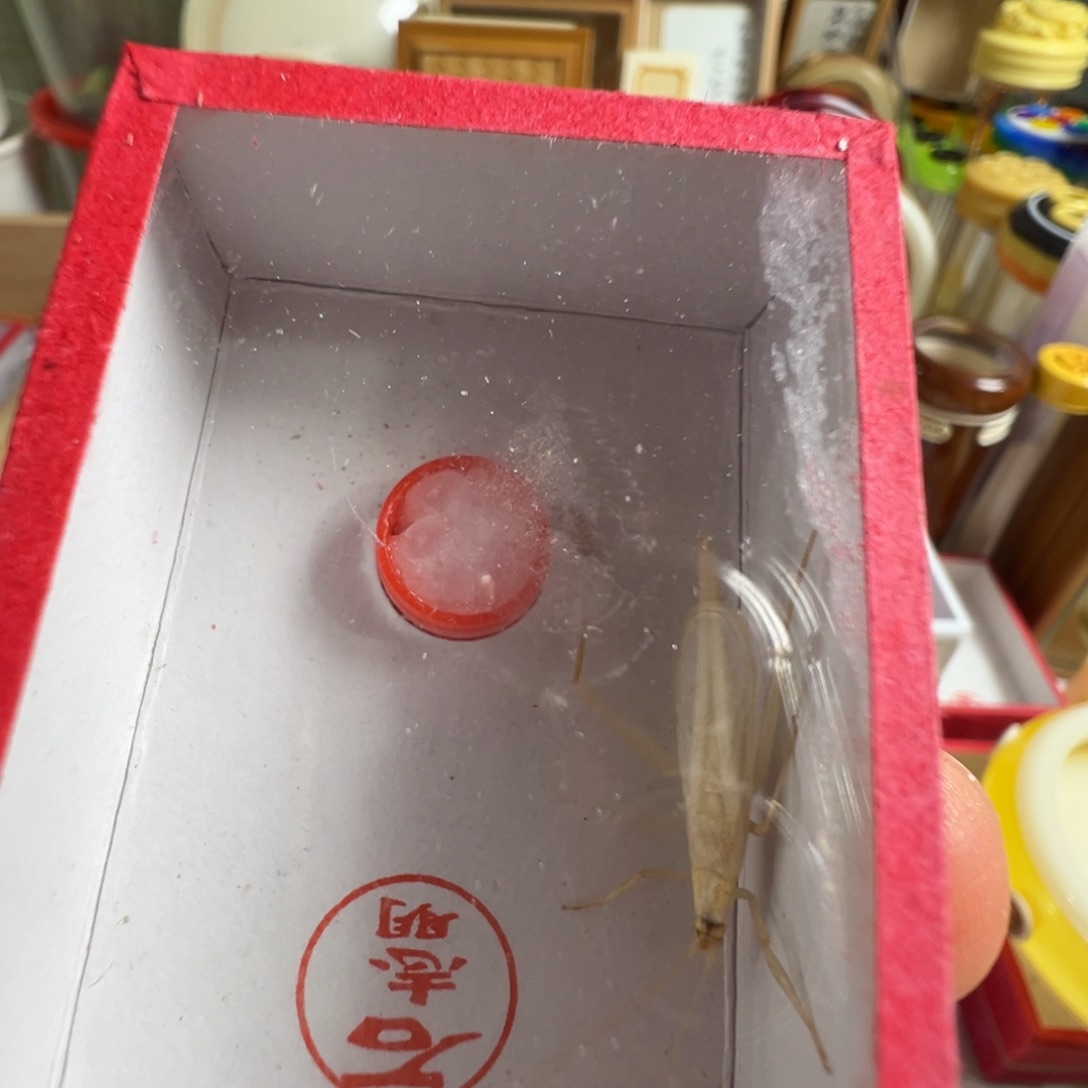 李***安蟋蟀两只石杂青竹蛉