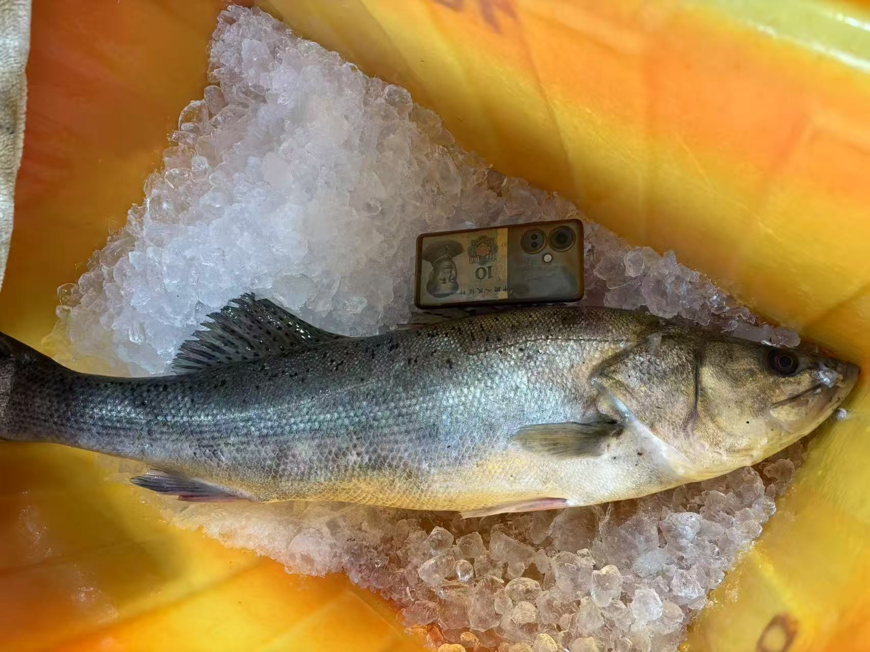 海鲈鱼（现称），连江县北茭码头当日到岸鲜货