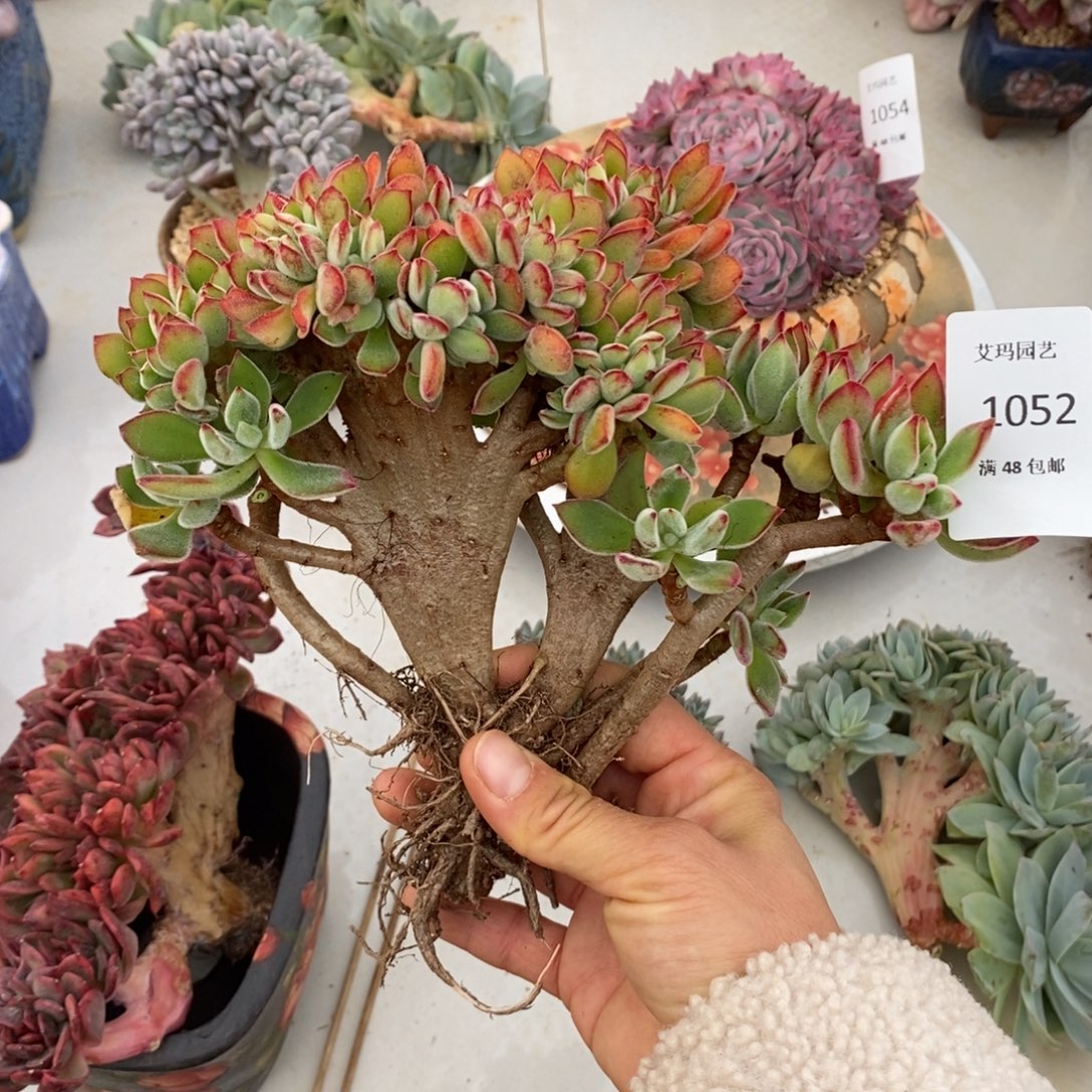 兔儿缀化多肉多肉052