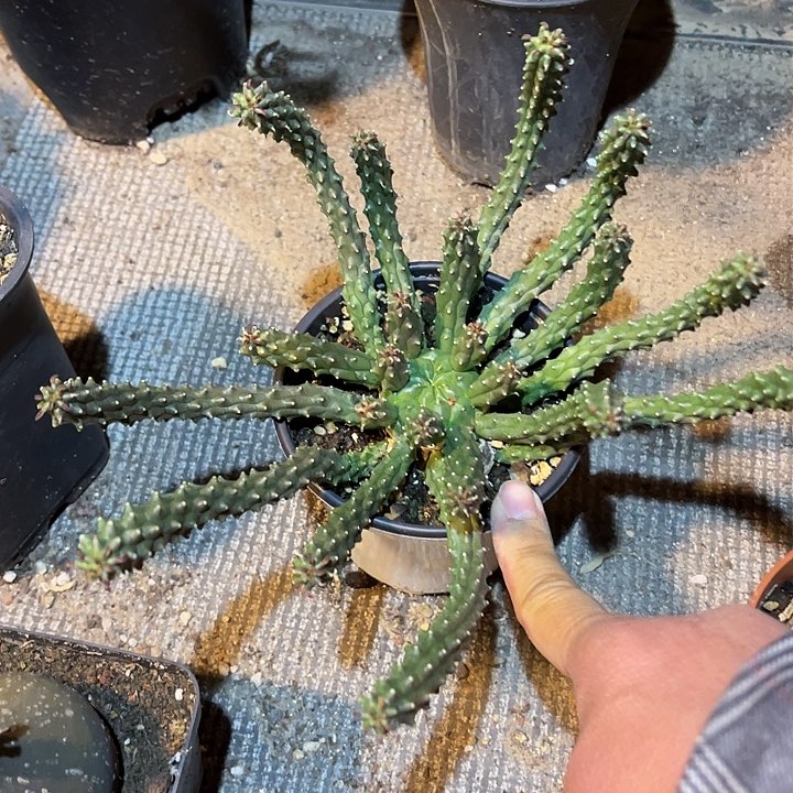 满38包邮2天凑单，脱土晾根发货多肉植物九头龙