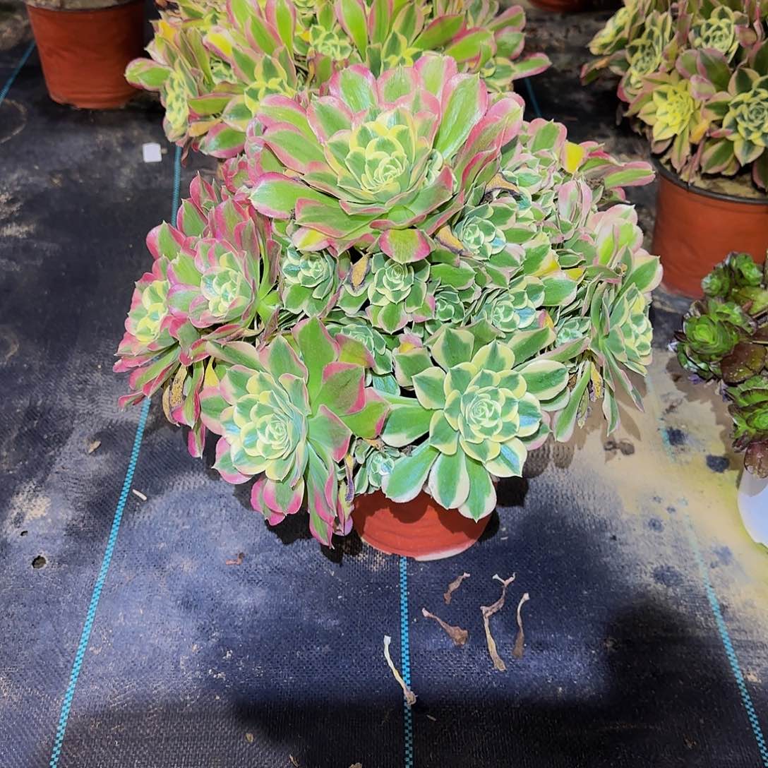 多肉植物白凤老庄