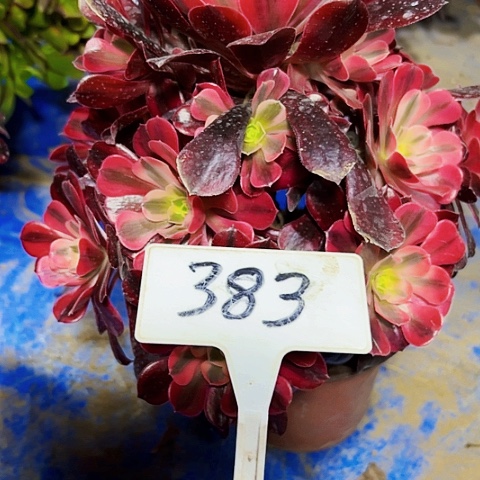 多肉植物美杜莎法师