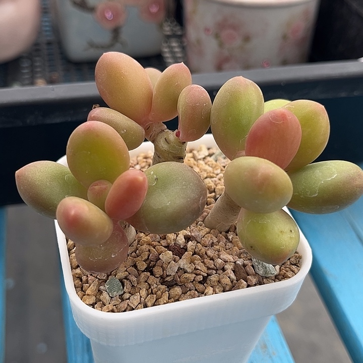 芒果奶3头精控小老桩