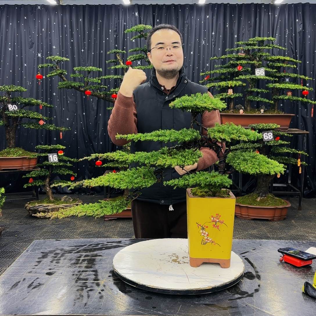 松树柏树造型盆景