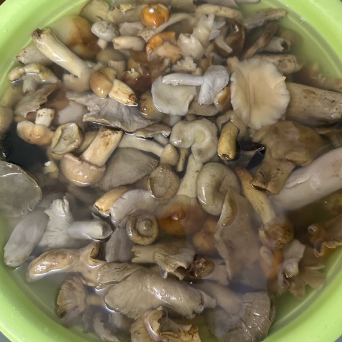 四川新鲜野生青头菌大脚菇炒菜美味野生杂菌边角料不完整介意勿拍