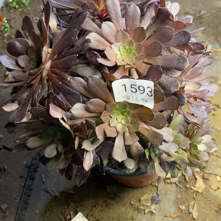 黑铜壶多肉断头不包1593