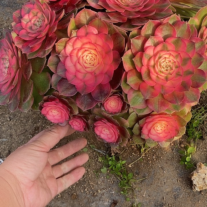 多肉植物荔枝546多肉