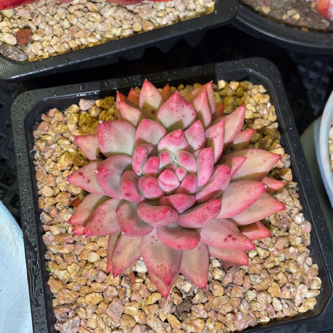 多肉植物一物一拍