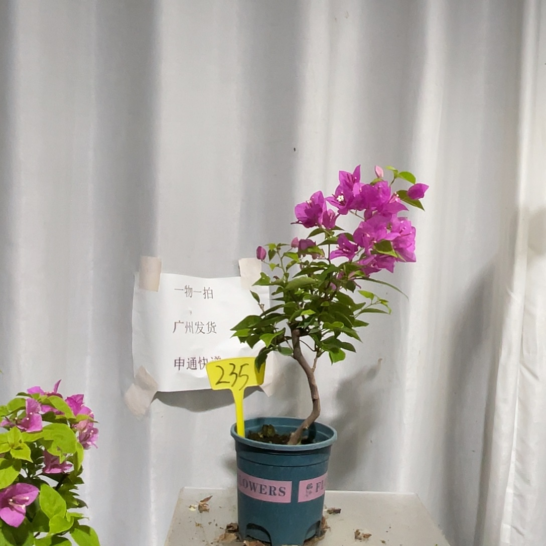 当前无花栽培后可以开花235章红樱扦插，有破皮