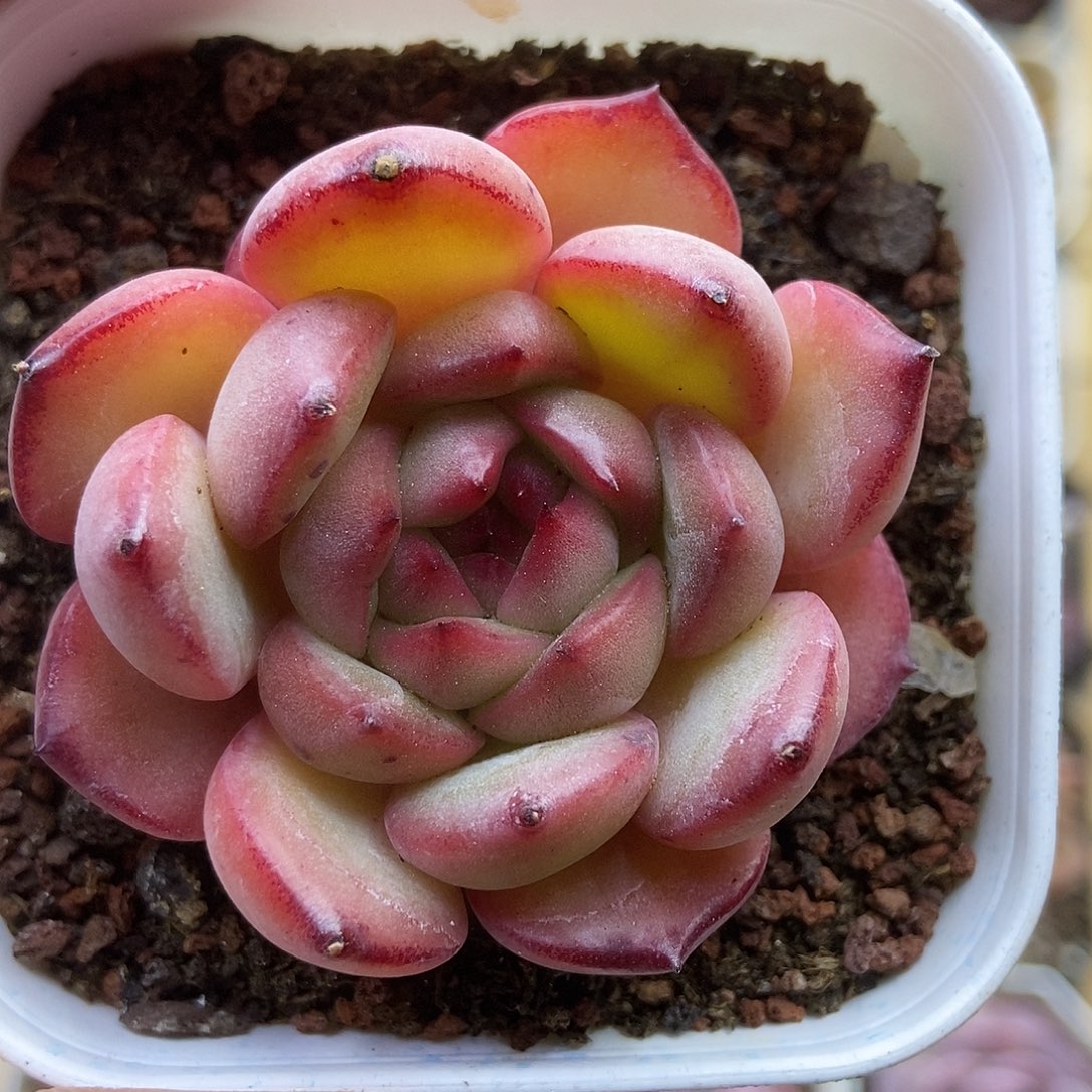 一物一拍一单包邮 374