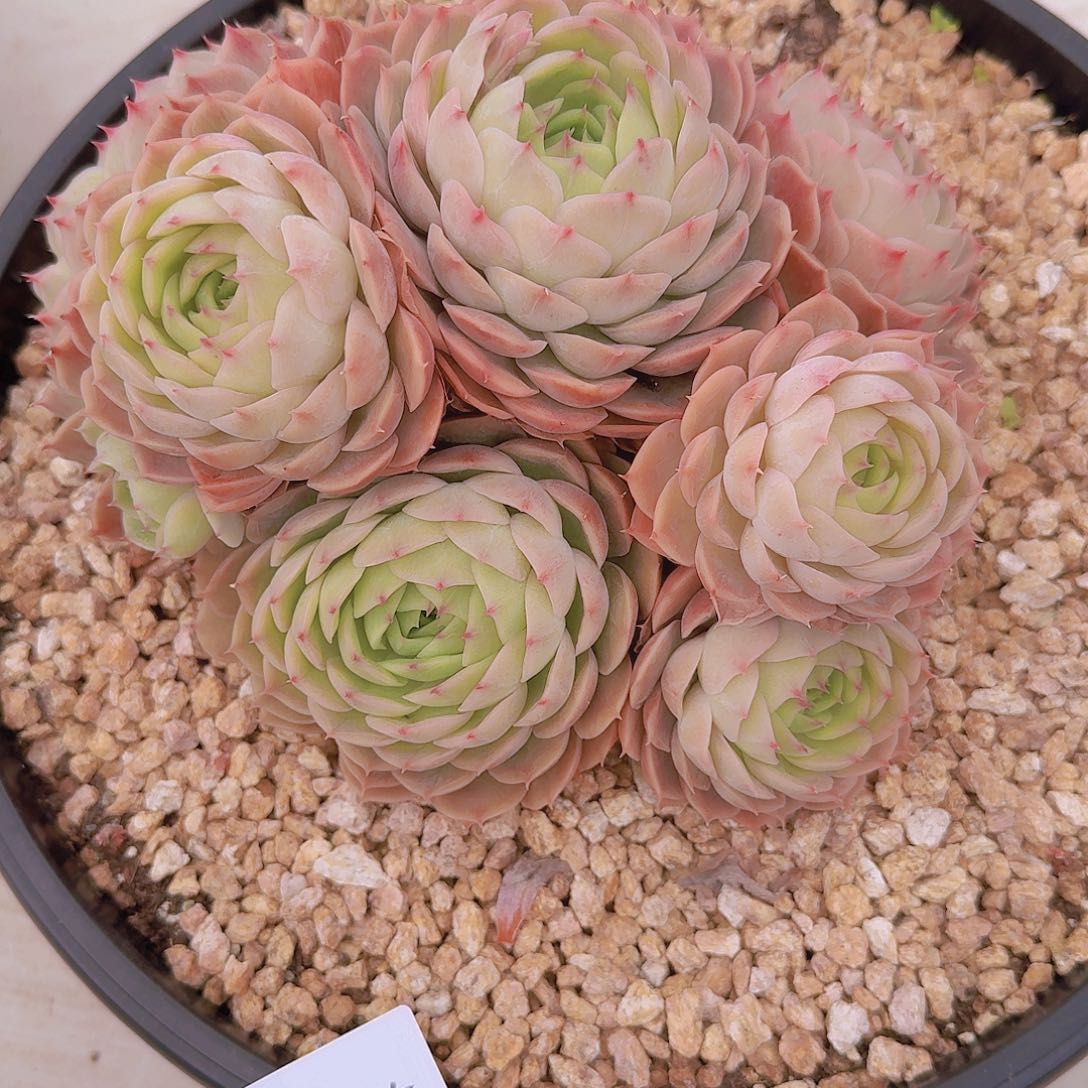 2445昂斯诺多肉植物