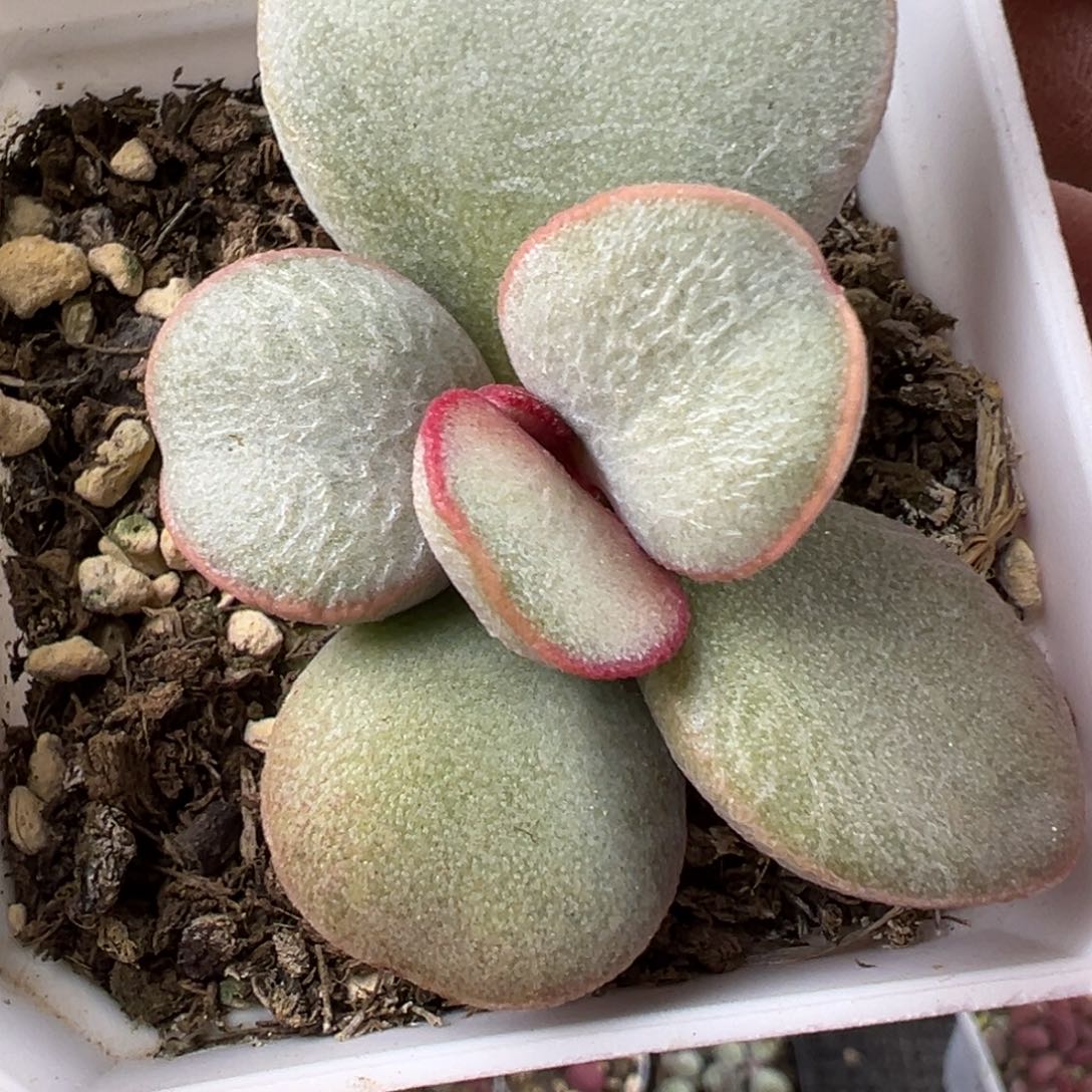 白月光水泡多肉植物