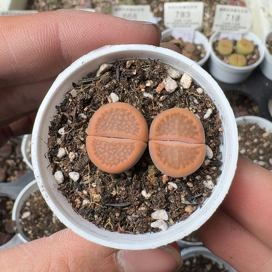 719 盆口5公分满18包邮