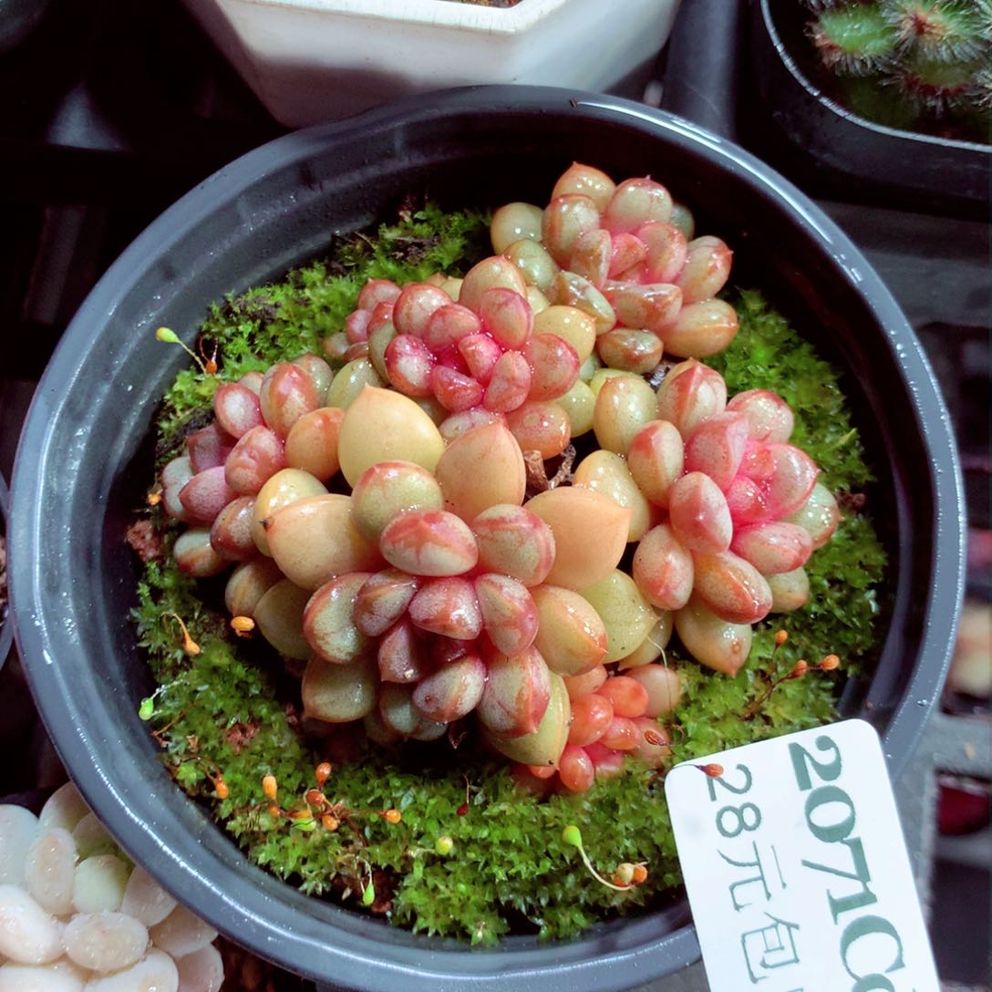 5厘米盆精控多肉2071