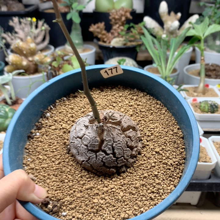 南非龟甲龙带盆福利5.8cm