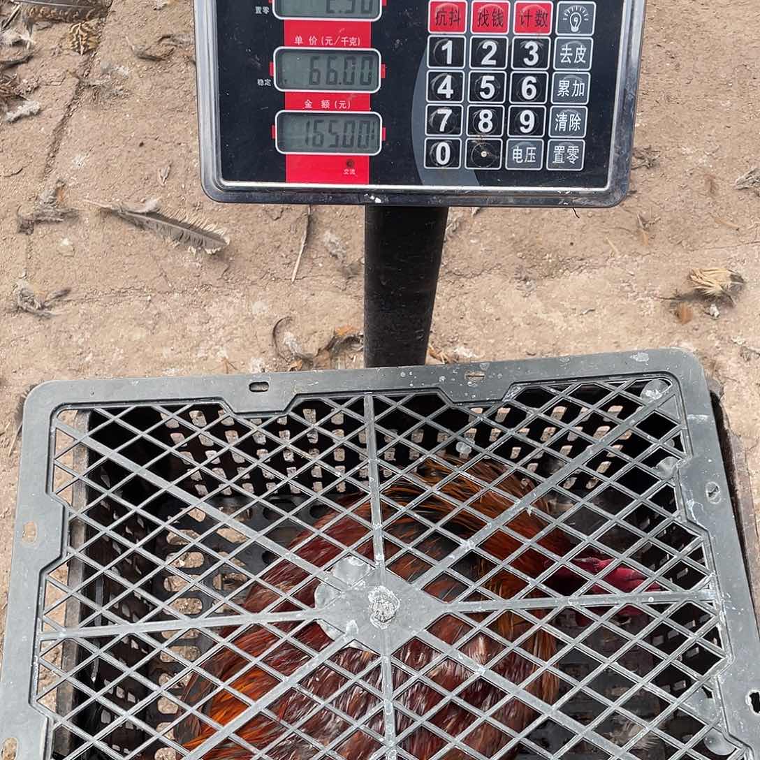 365天包装103号宰杀发货