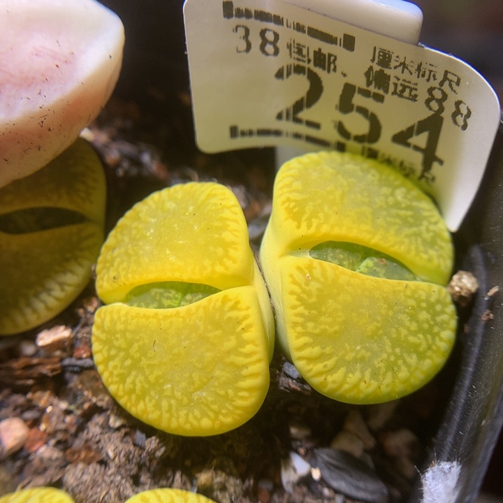 Sss精品生石花254