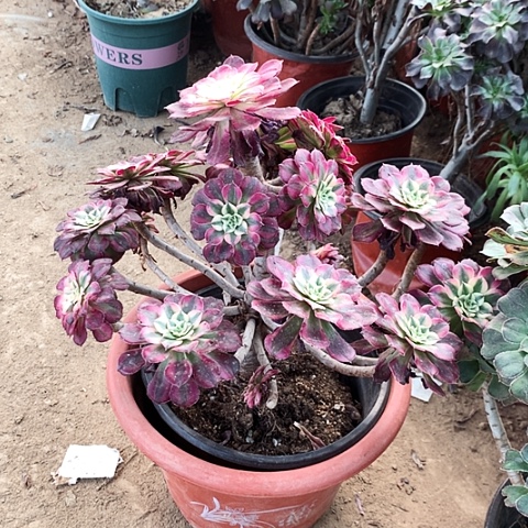 红玫瑰玫瑰玫瑰玫瑰