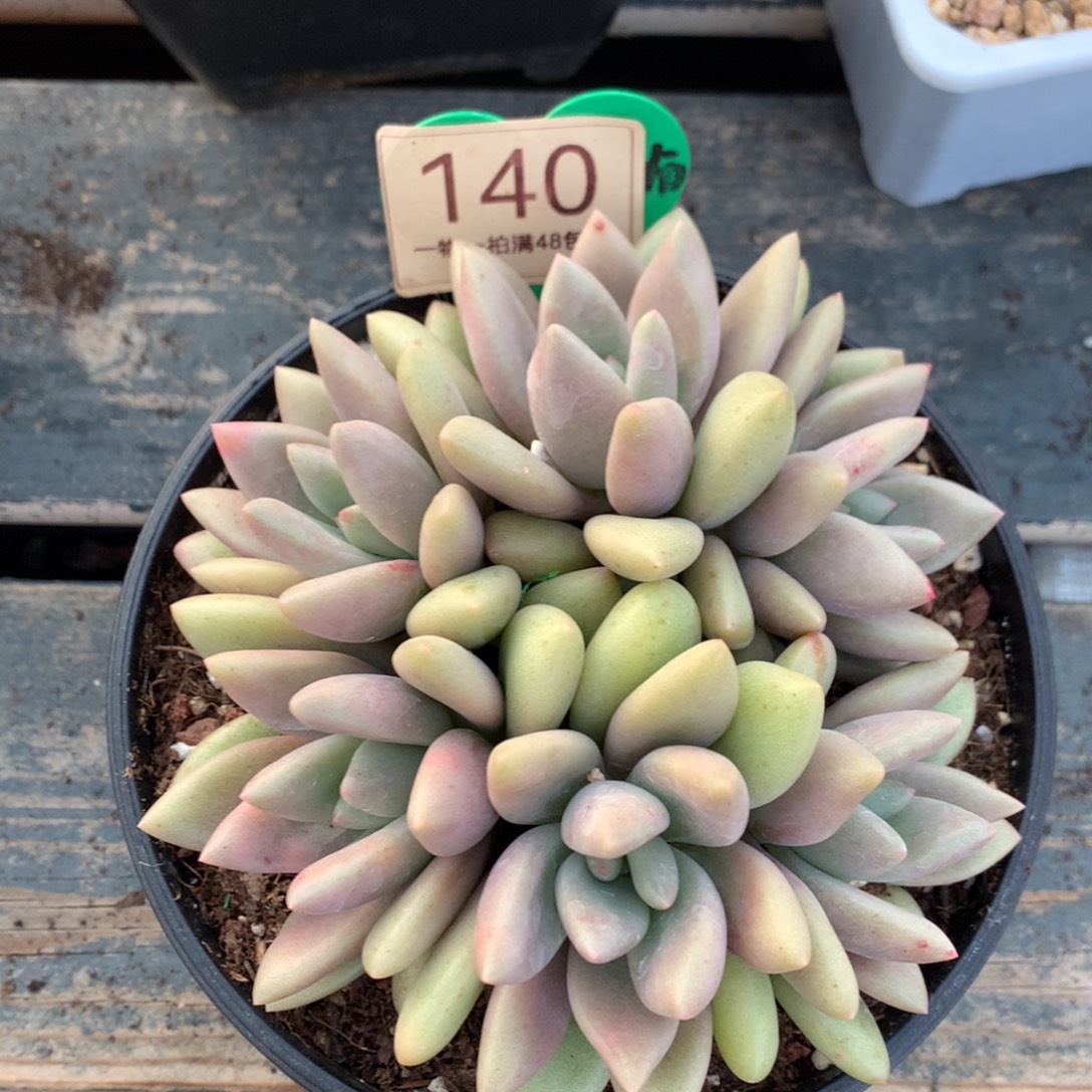 古***.桃花源无砍平头140