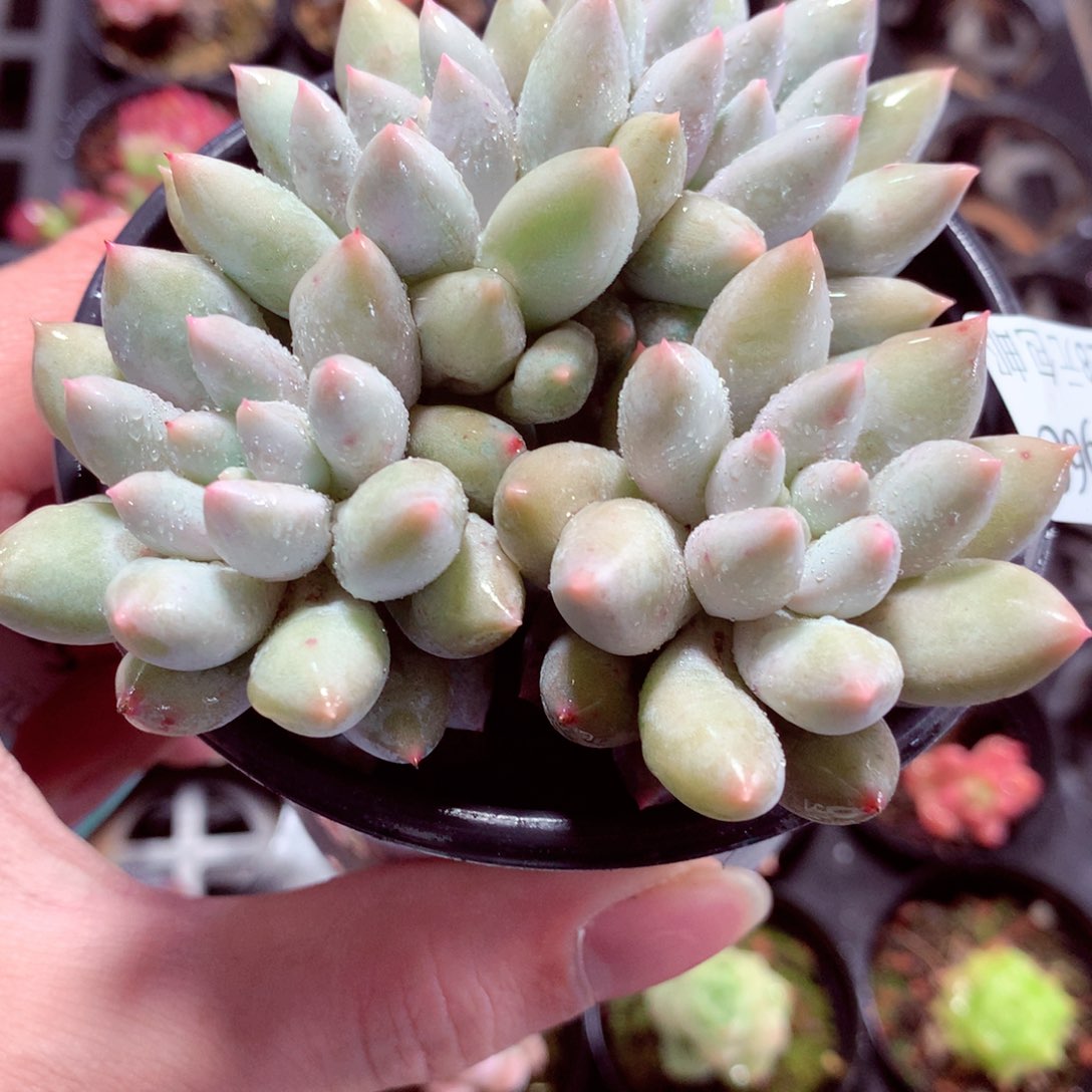 5厘米盆精控多肉2196