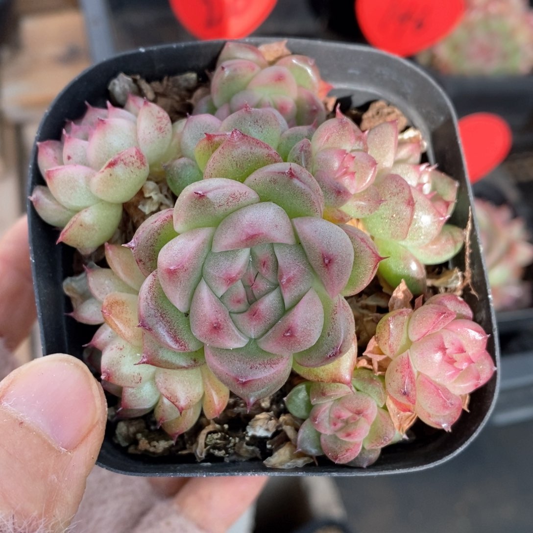 精品多肉一物一拍101