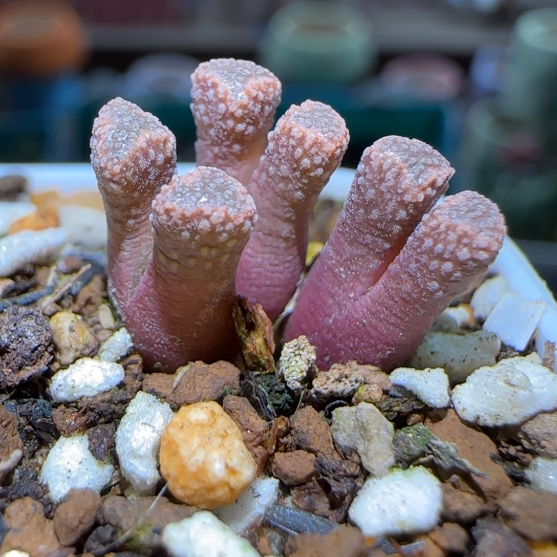 1.18，火柴上播福利，9014