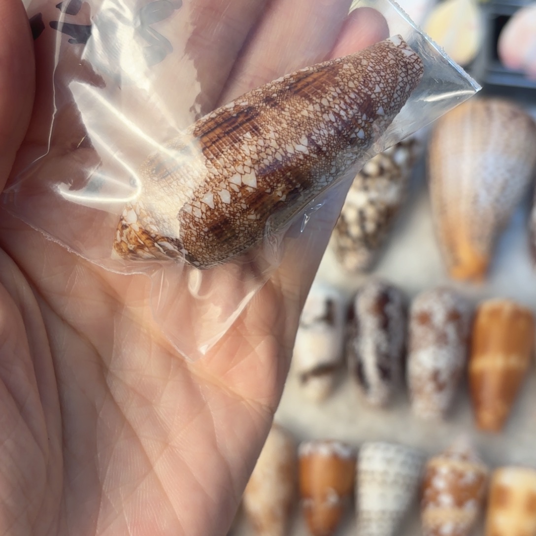 忍***者天然海螺特价福利