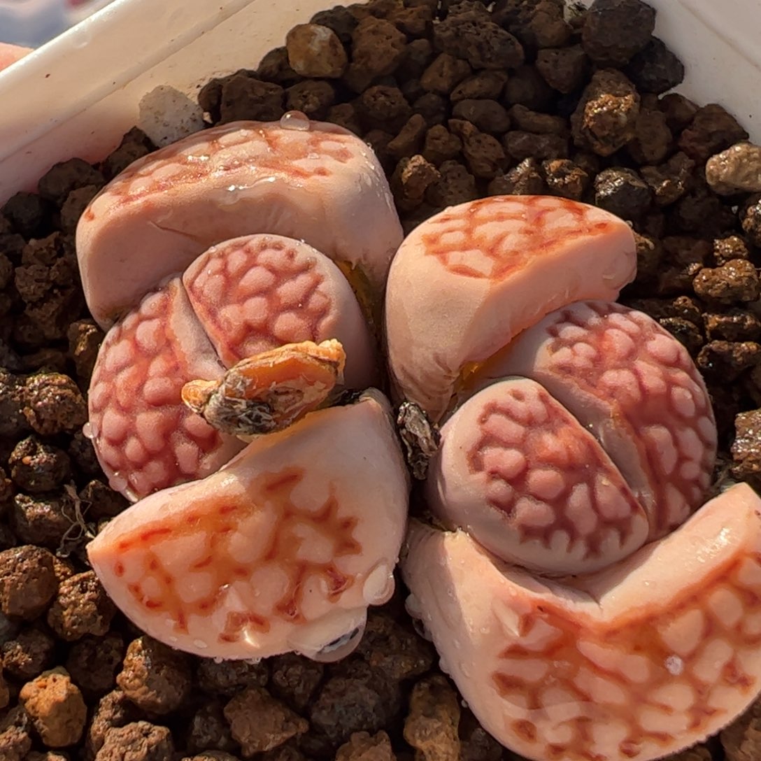 051多肉植物组合