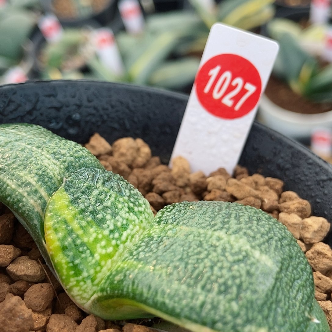 1027卧牛实生锦大白釉带盆发货