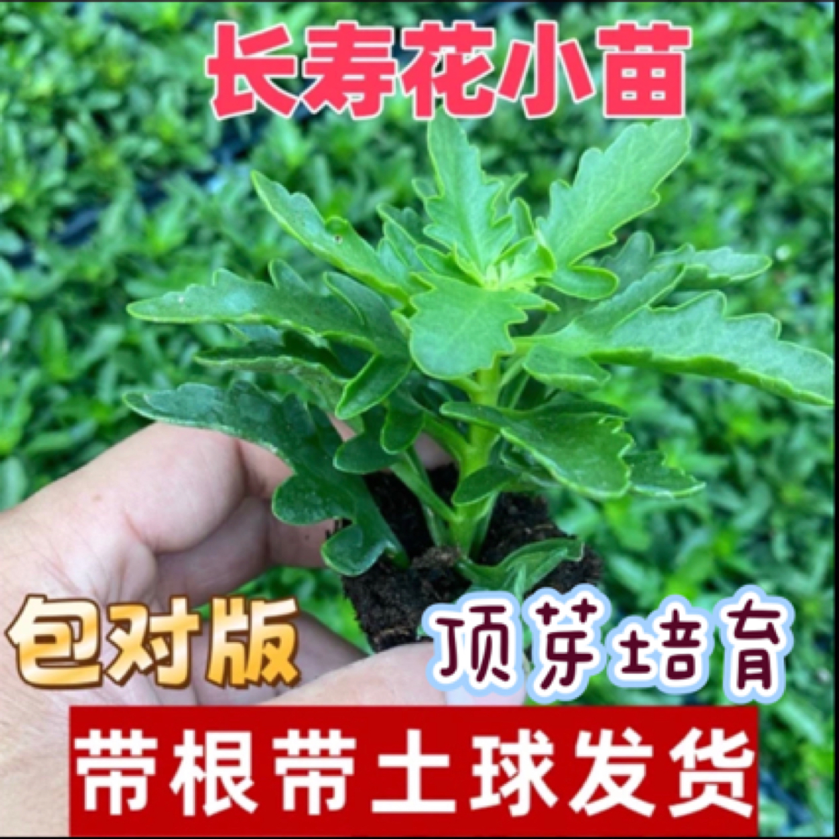 长寿花小苗金狐狸稀有重瓣大花长寿花苗室内盆栽四季开花好养