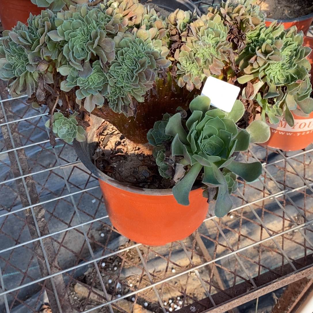多肉植物组合拼盘5