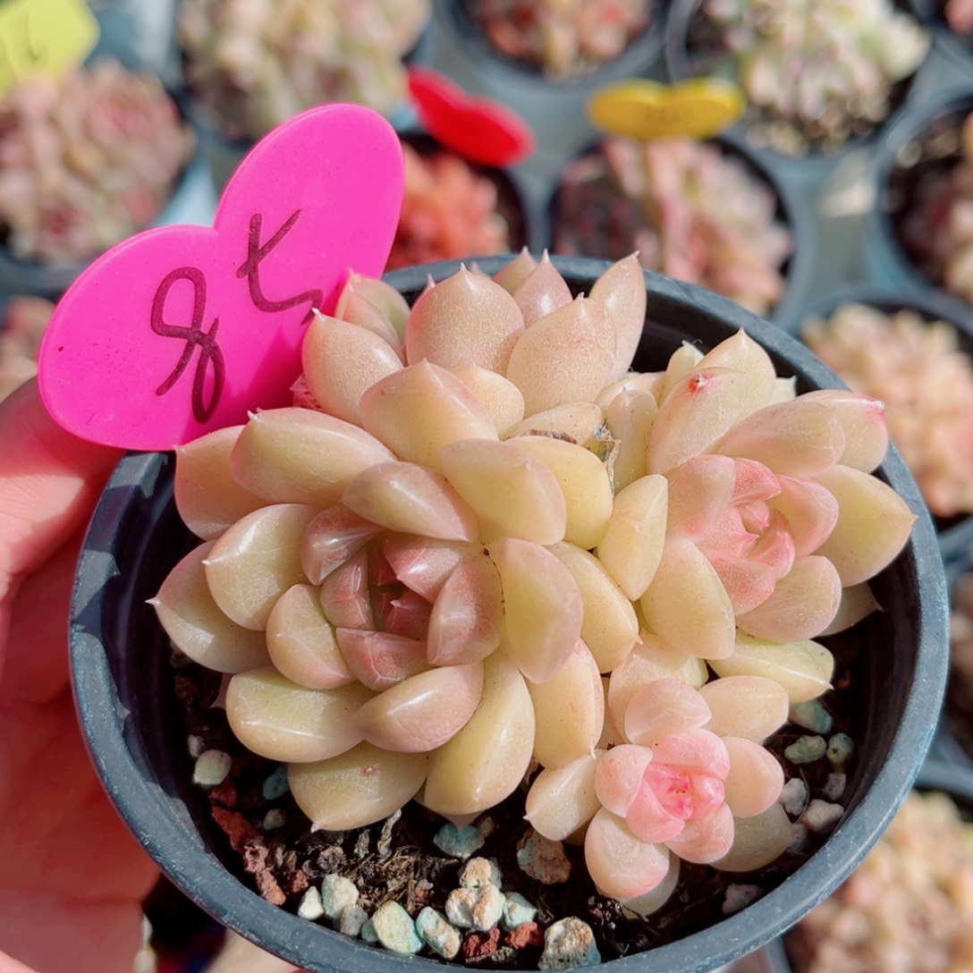 85号小老桩珍妮群