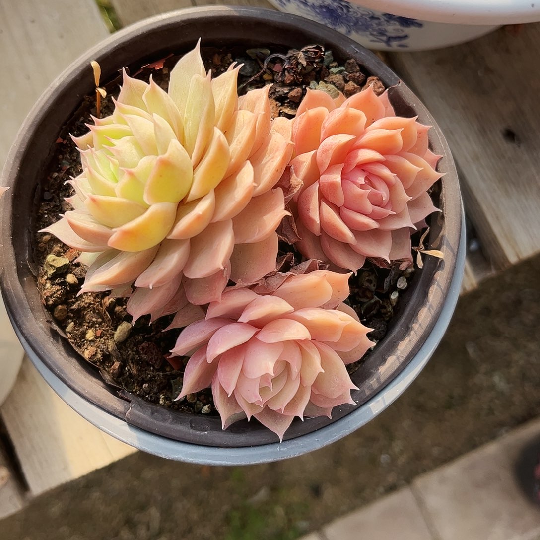 用***813多肉植物提取萃取剂系列