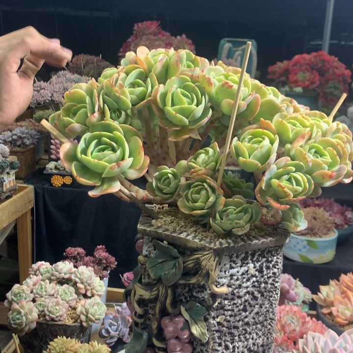 碧桃缀化多多大尺寸