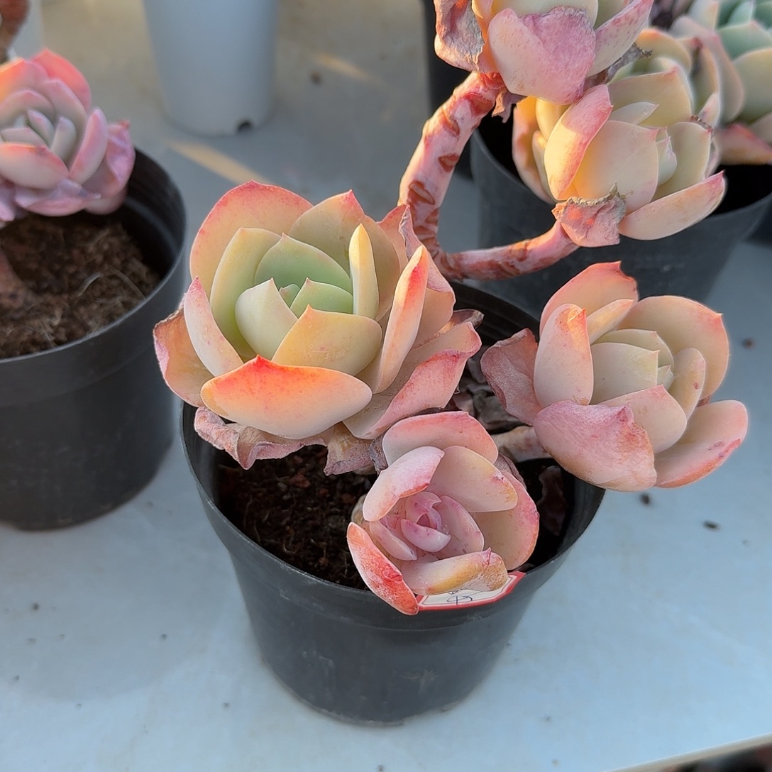 星***h白凤多肉植物一颗