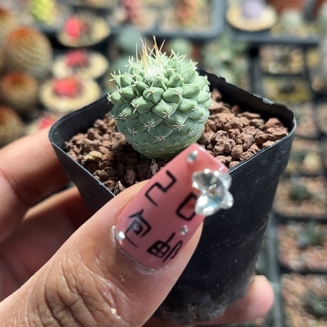 单头实生菊水单头发货单头发