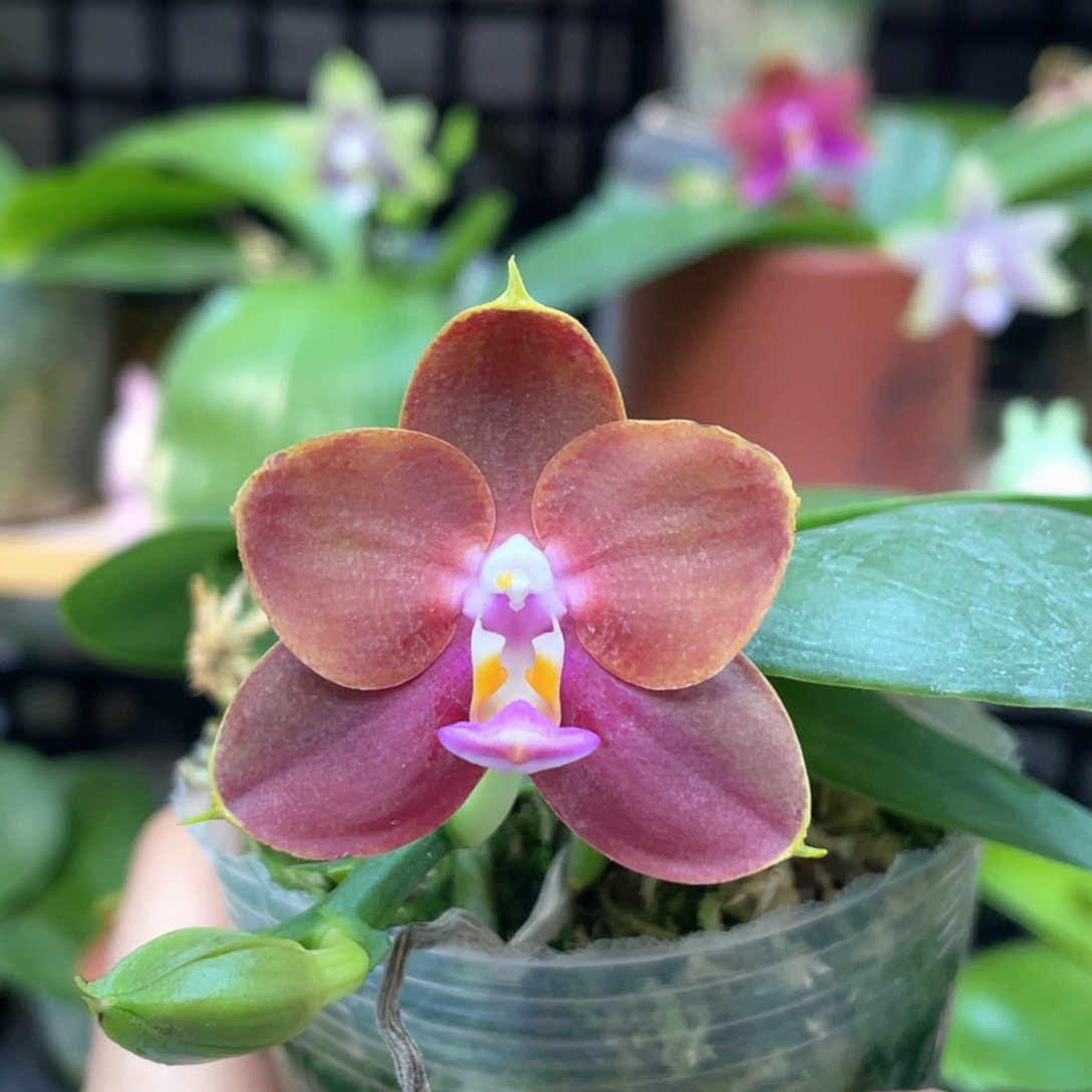 完全开放【夏威夷龙女交熊皇后】