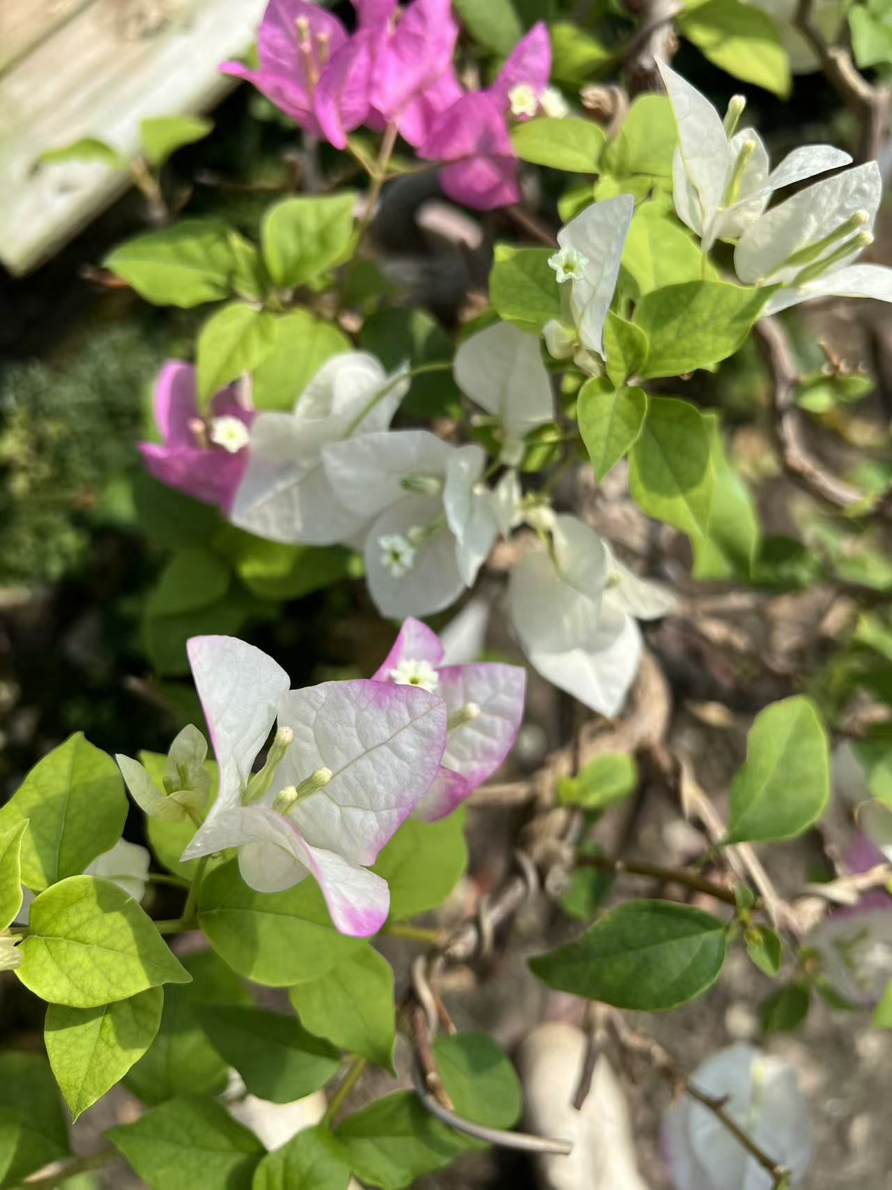 三角梅【一物一拍】2号链接全国包邮