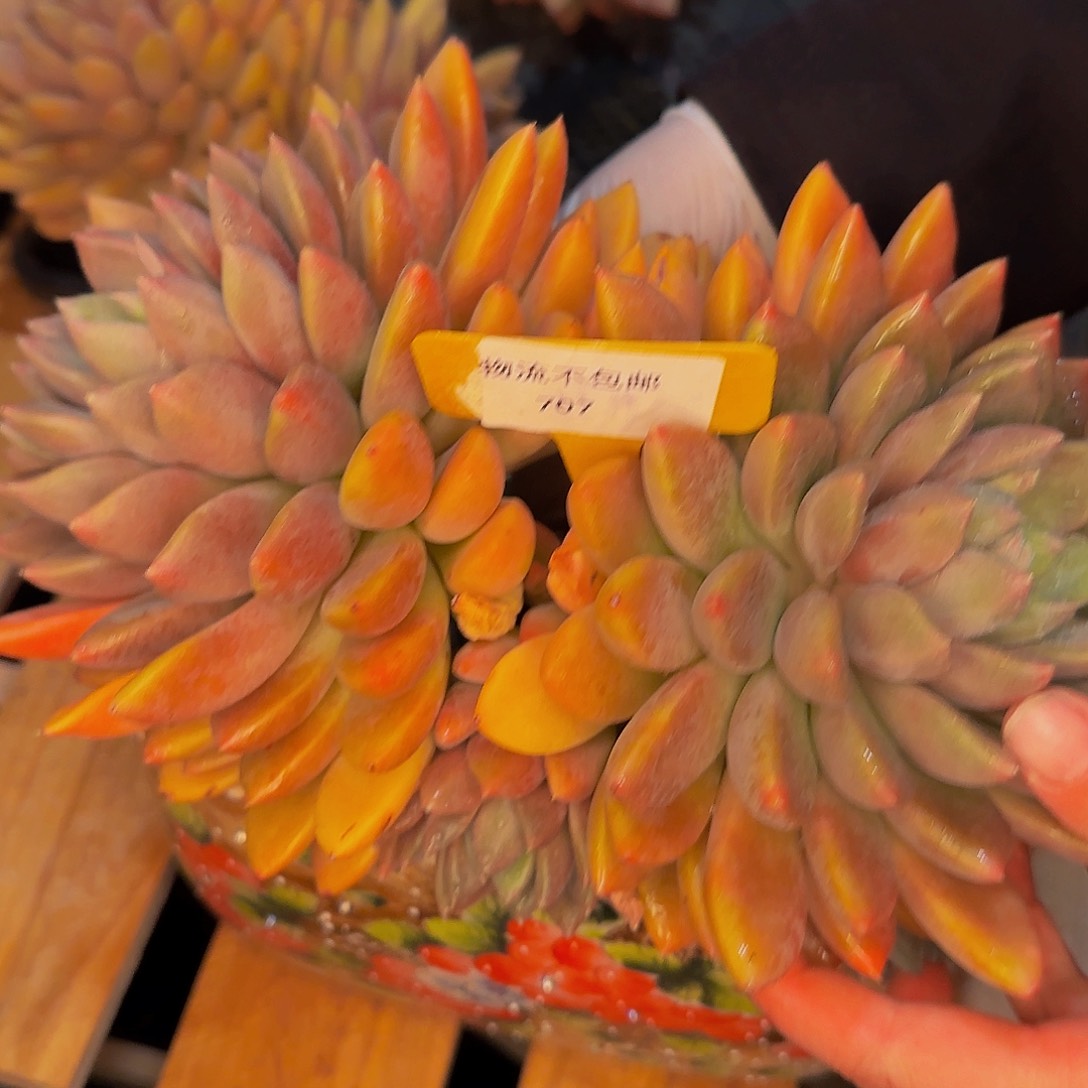 海*他哈怕他啦爸爸