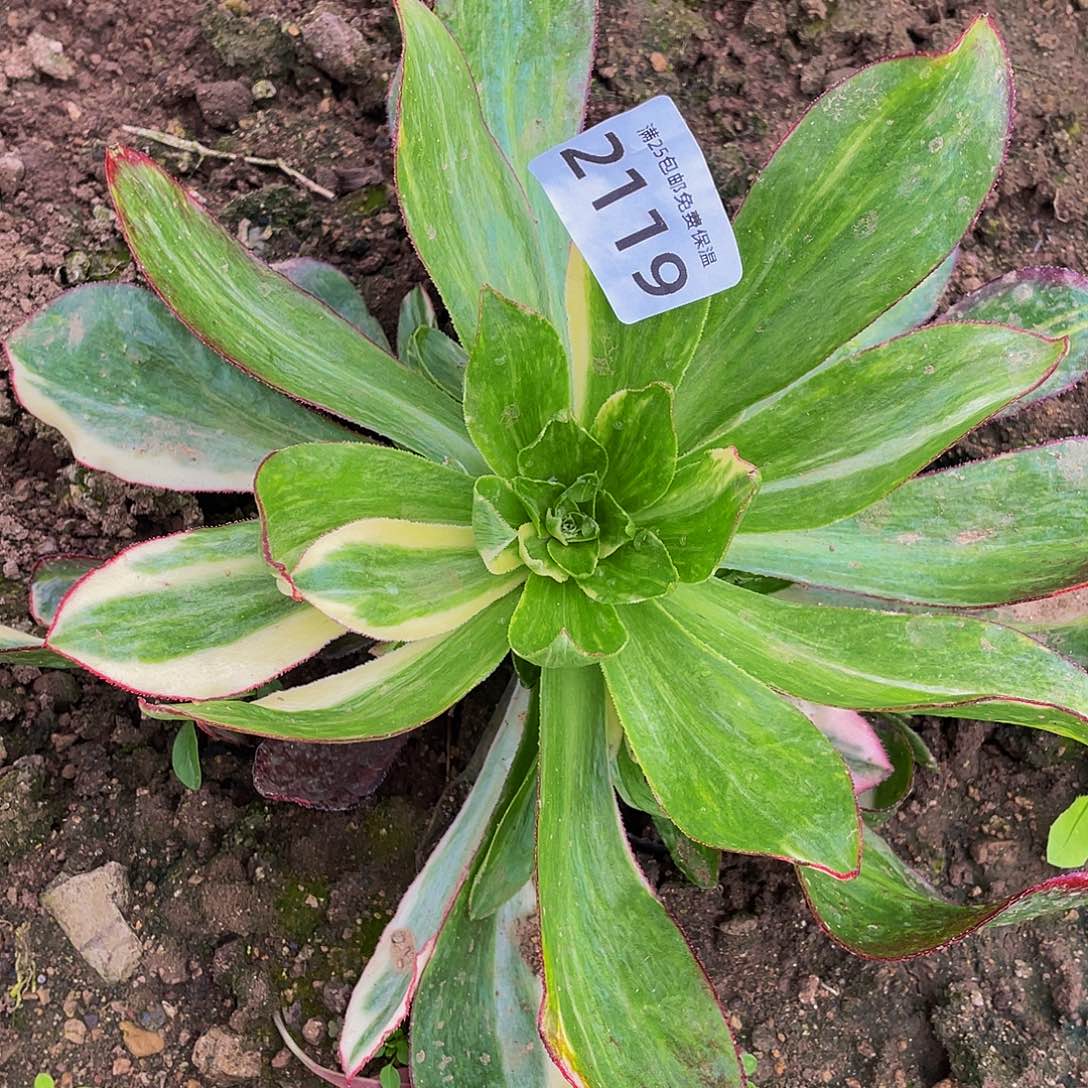 2119魅影七彩多肉植物