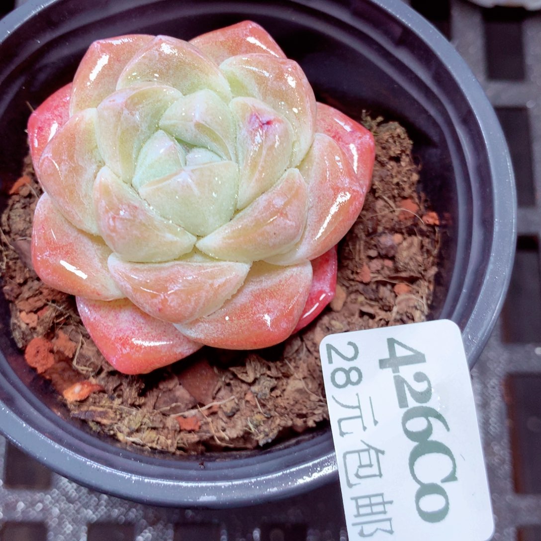 5厘米盆精控多肉426