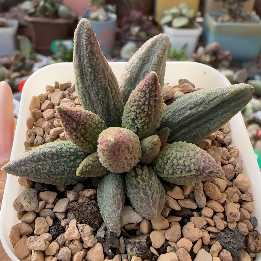 西施。       702。    