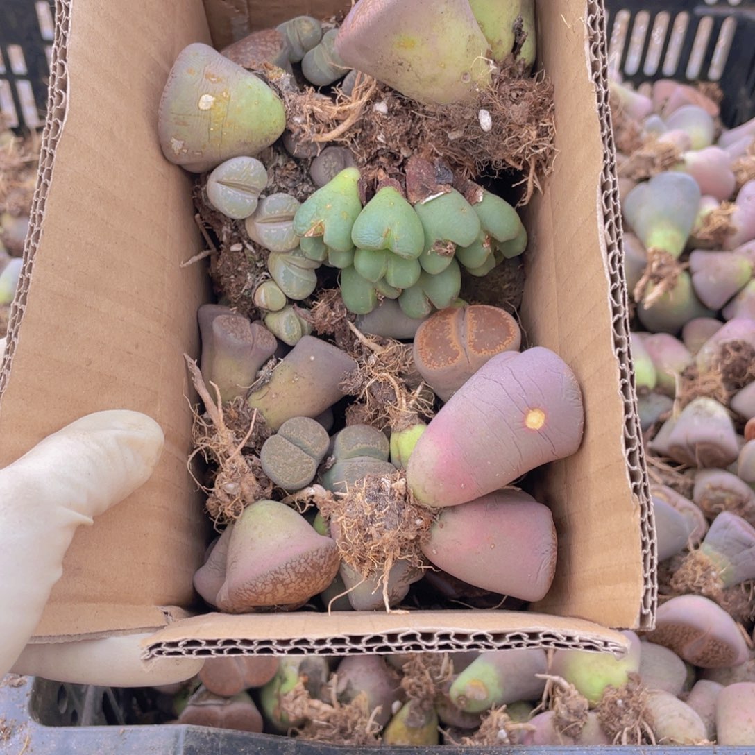 一箱母本888888888888