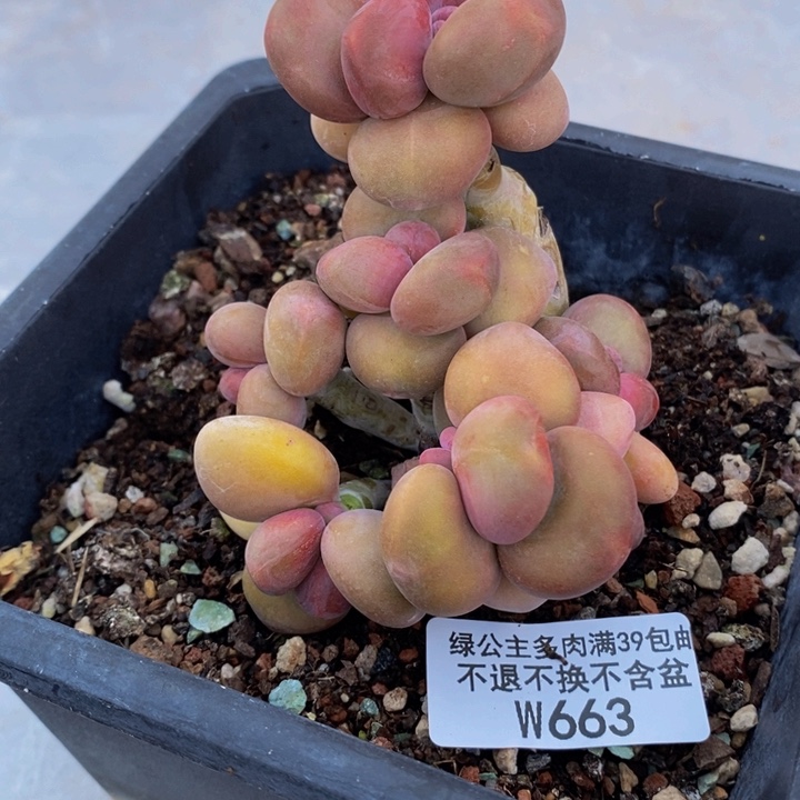 芒果奶7cm663多肉植物