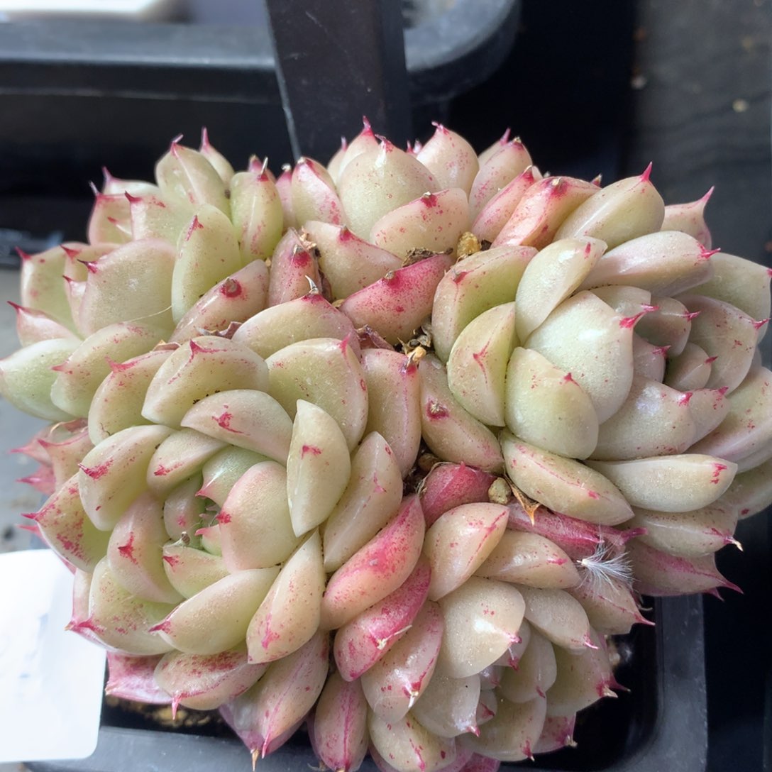 0223-121 麦杆优选