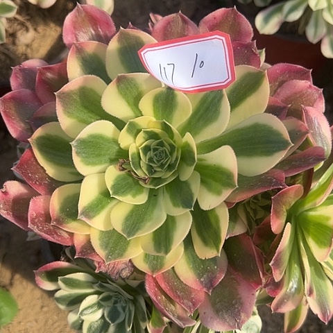 多肉植物白凤117