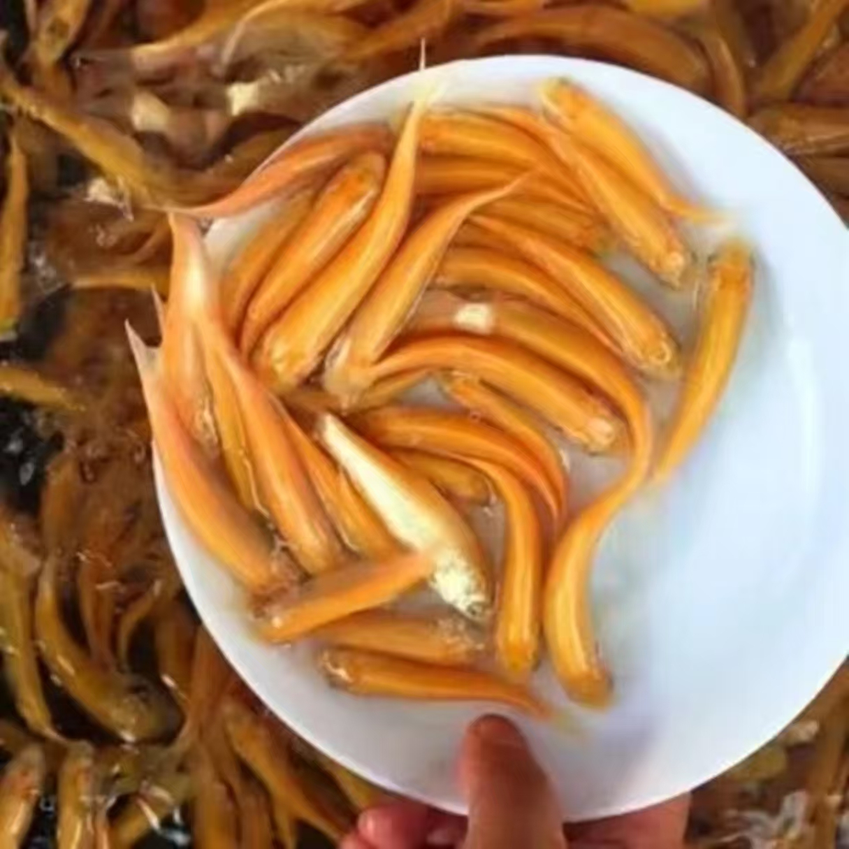 活体鱼四川金草观赏水族淡水饲养