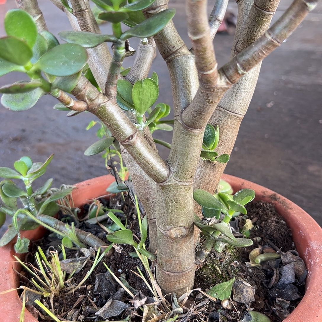 郑***伟完全开放大叶姬红 一物一拍