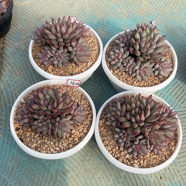 缘缘四颗虞美人发货