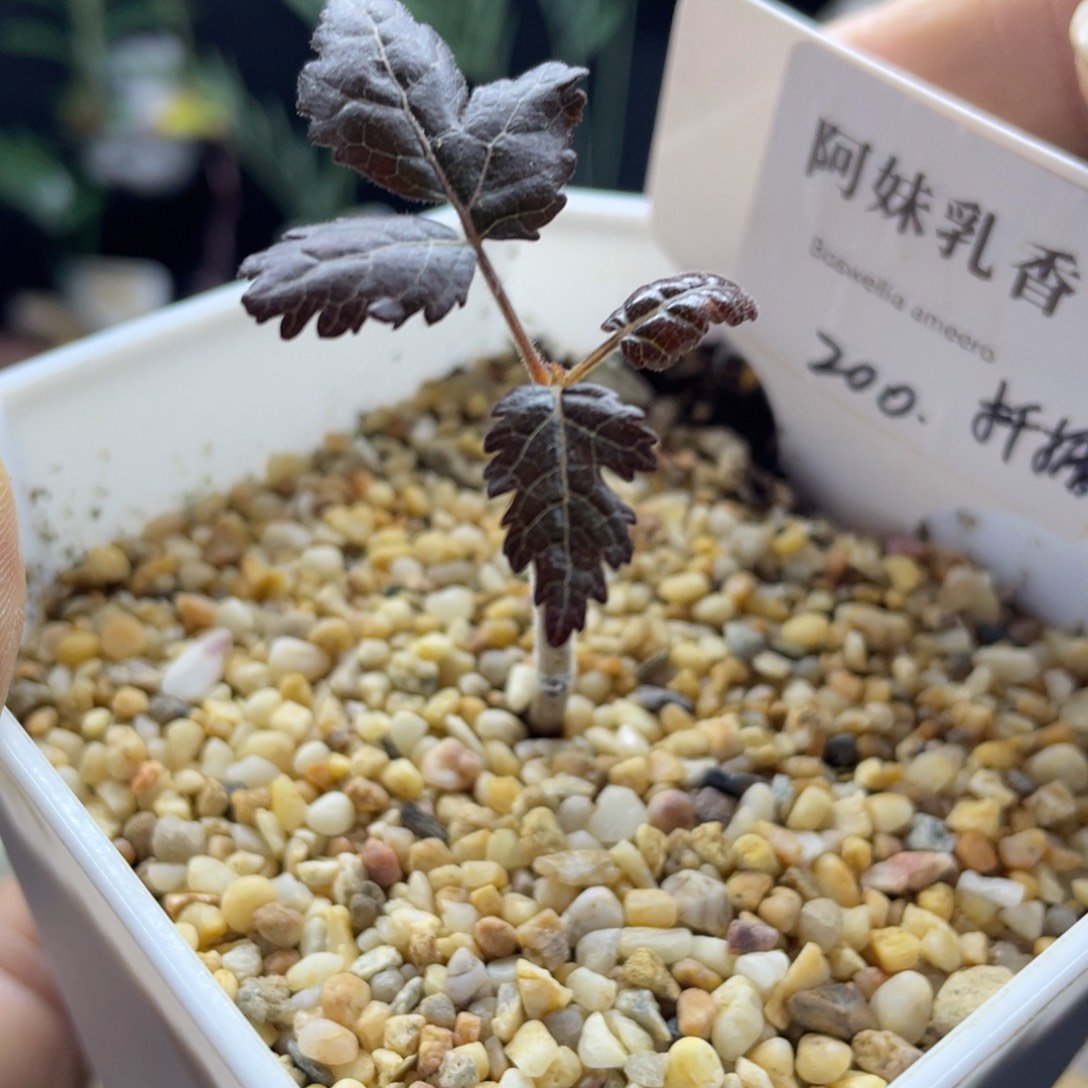 阿妹乳香扦插株带盆发
